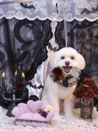 20231025あずきくん